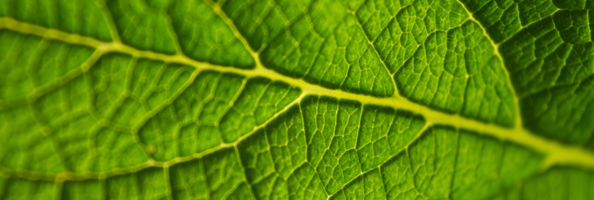 Squirrels and Spiritual Life: SAU’s New Biology Professor Katie&nbsp;Weakland